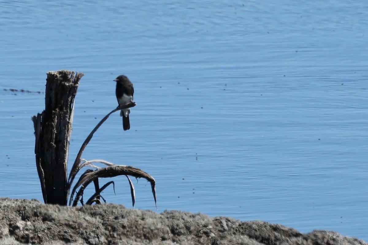 Black Phoebe - ML644169820