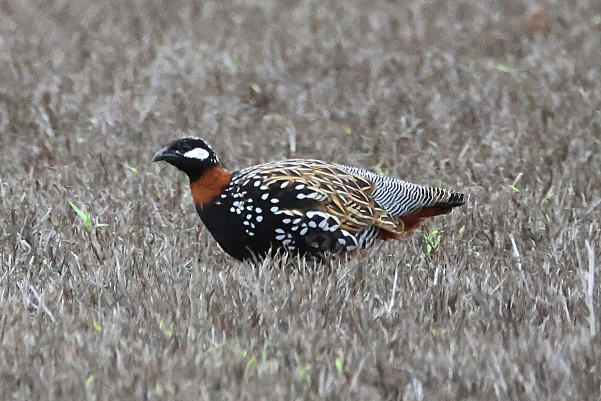 ムナグロシャコ - ML644169843