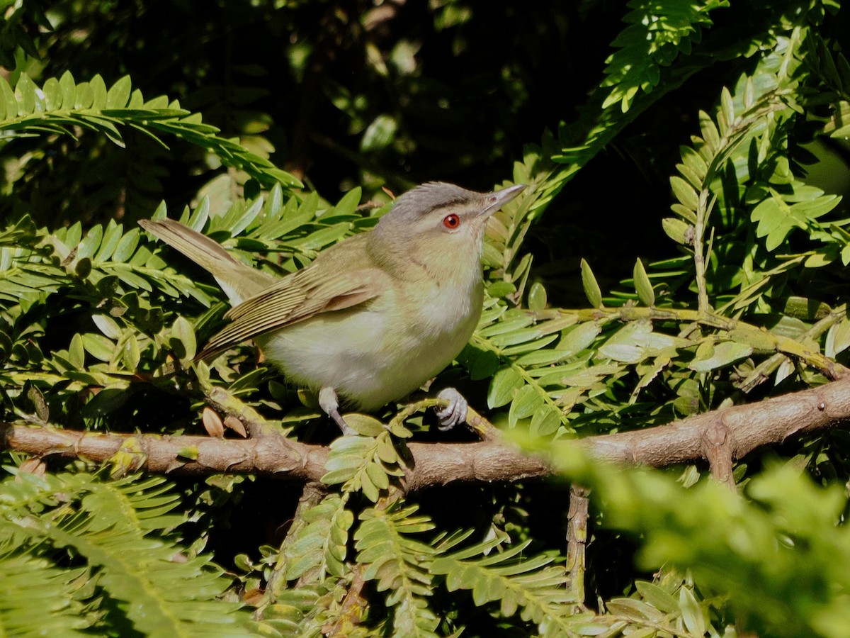 Red-eyed Vireo - ML644169857