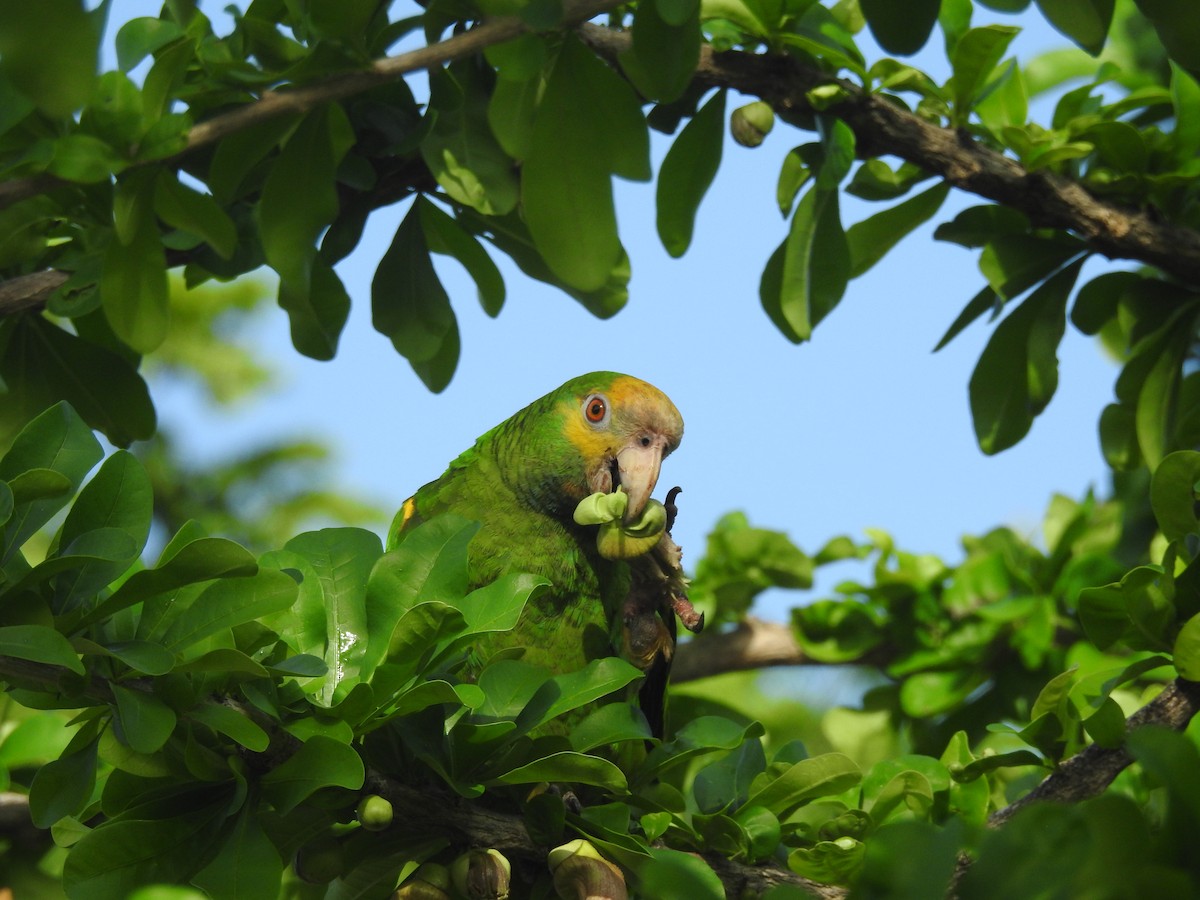 Yellow-shouldered Amazon - ML644169864