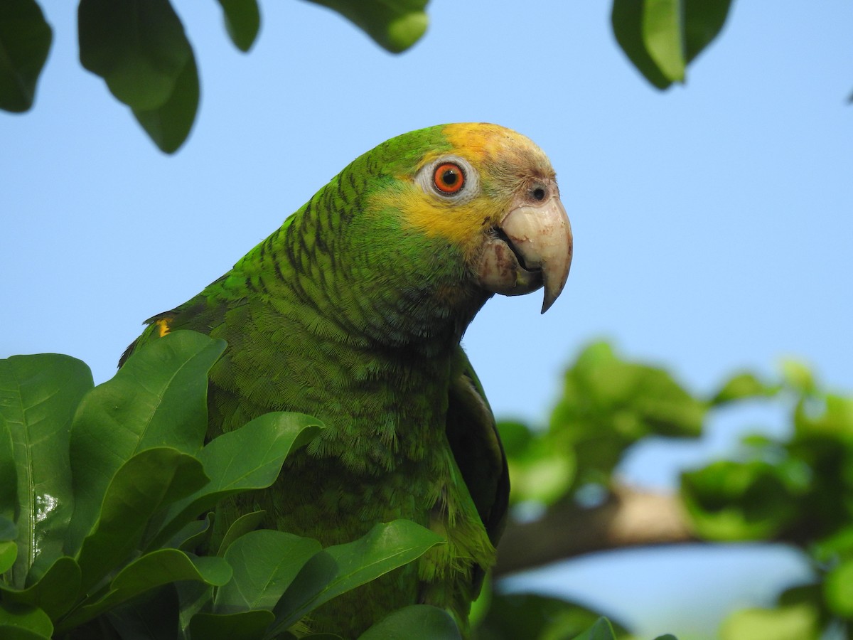 Yellow-shouldered Amazon - ML644169865