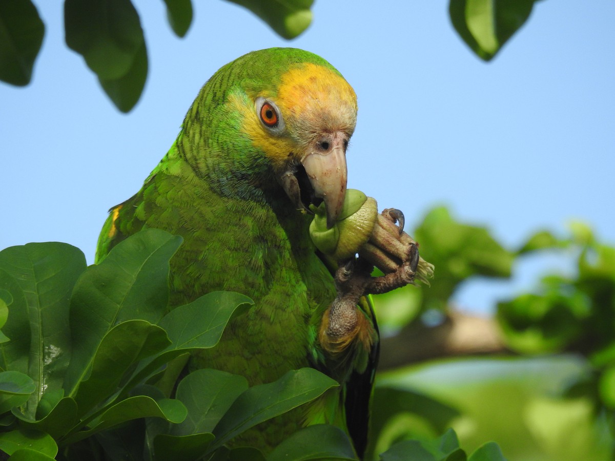 Yellow-shouldered Amazon - ML644169866
