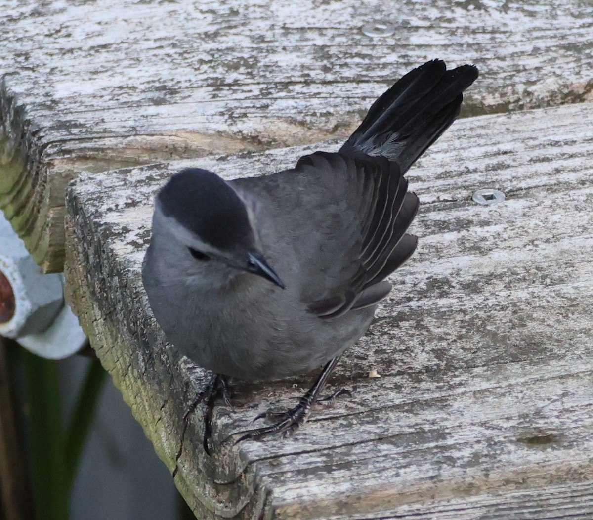 Gray Catbird - ML644169878