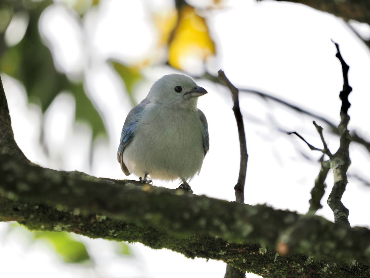 Blue-gray Tanager (Blue-gray) - ML644169885