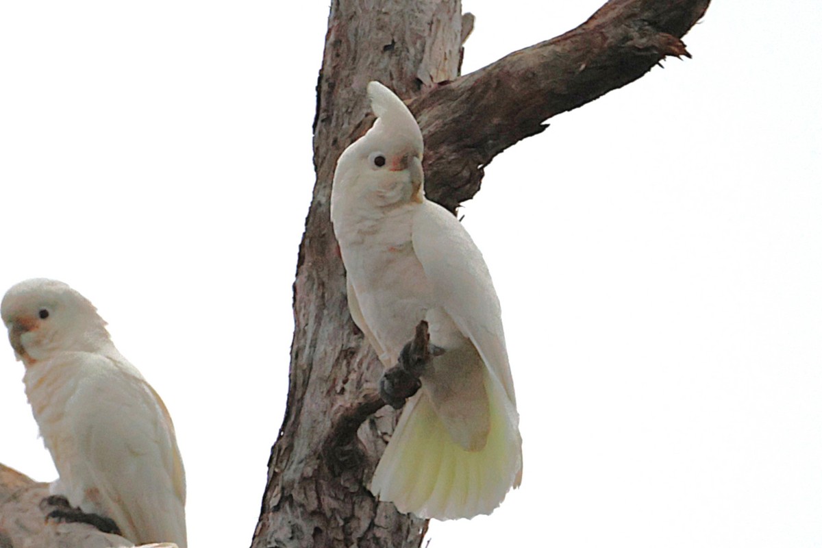 Какаду танімбарський - ML644169894