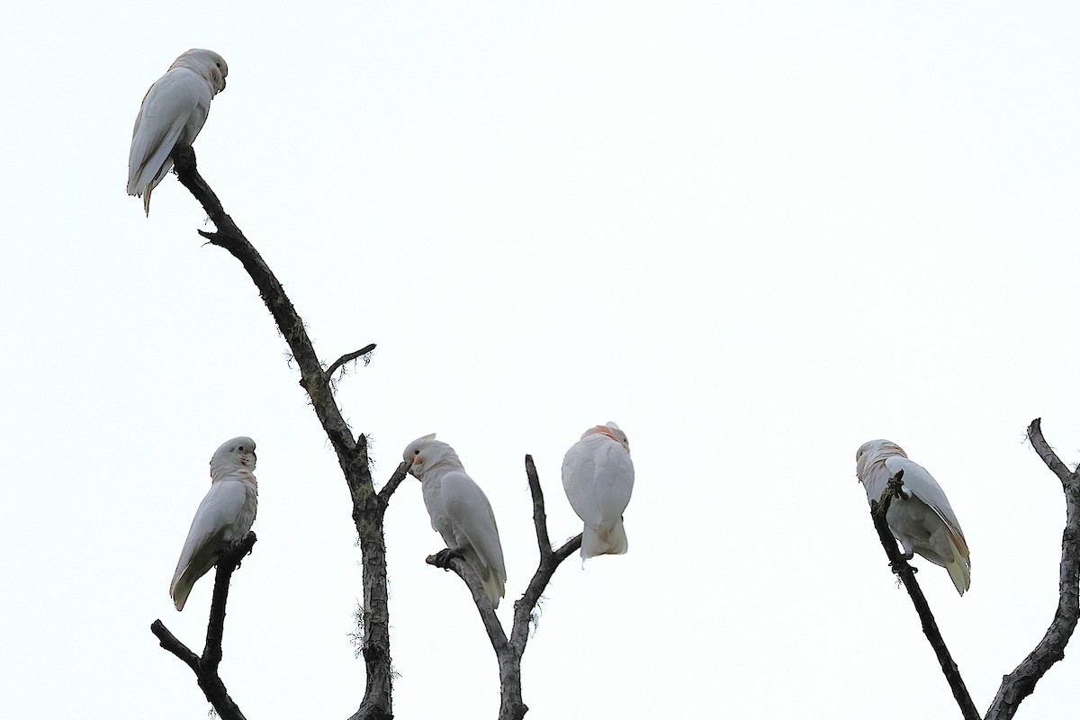 Какаду танімбарський - ML644169895