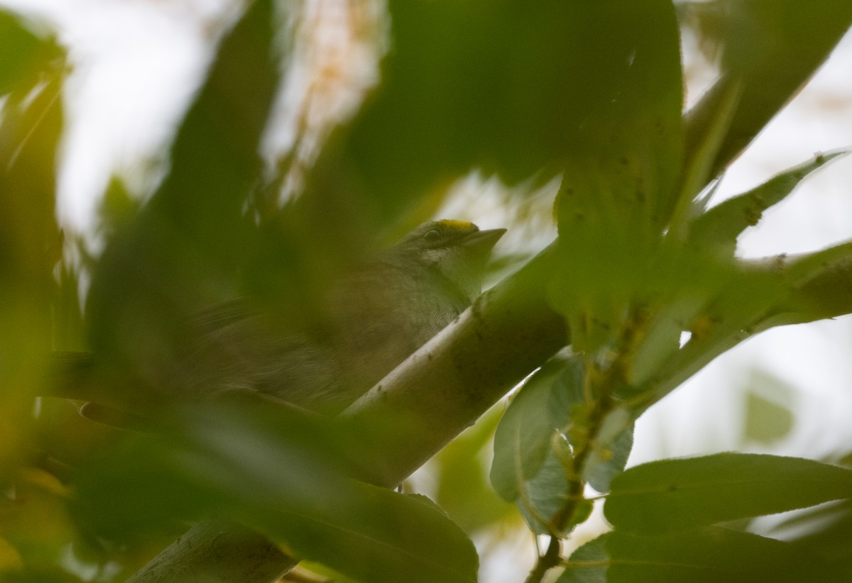 ノドジロシトド - ML644169903