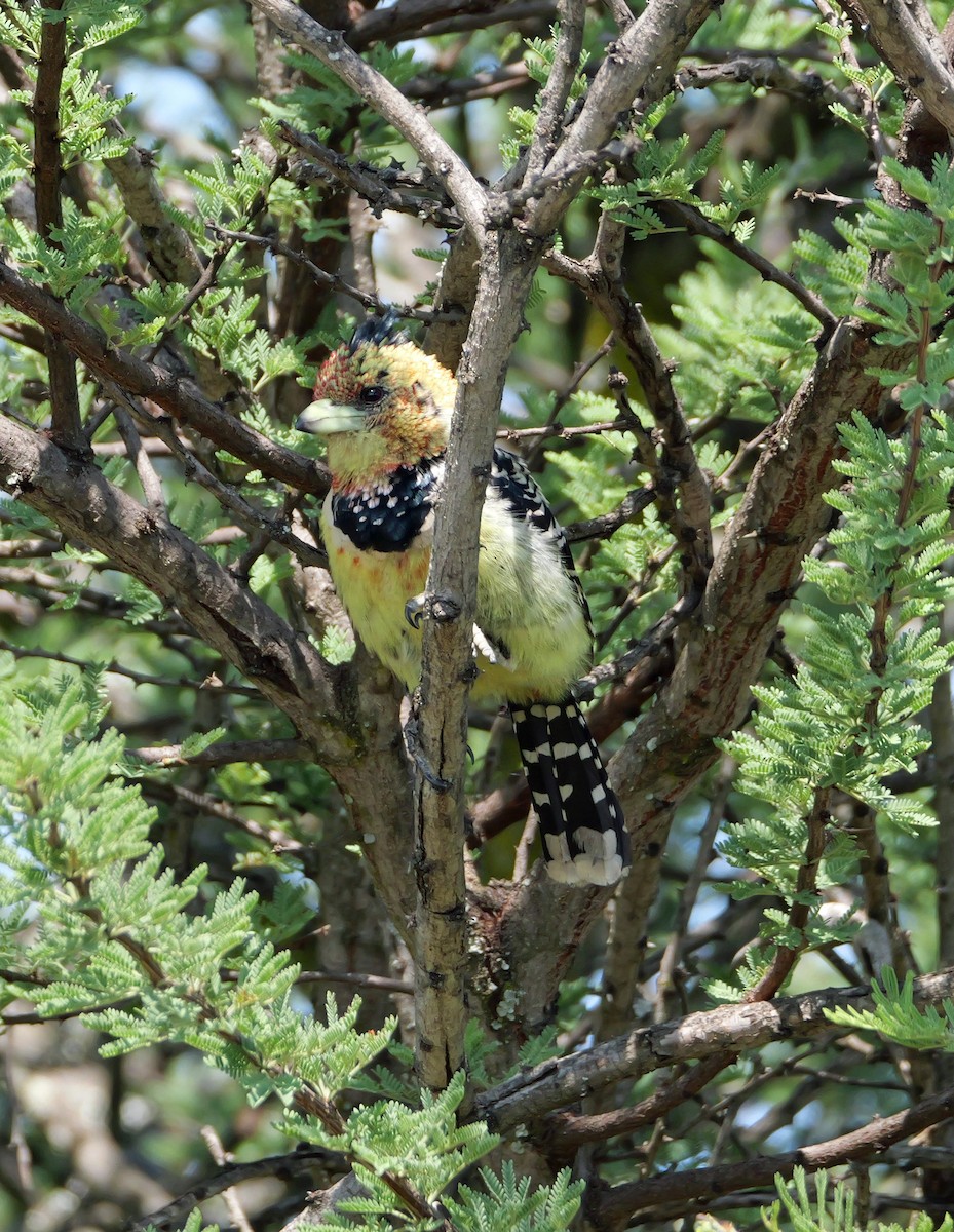 Crested Barbet - ML644169904