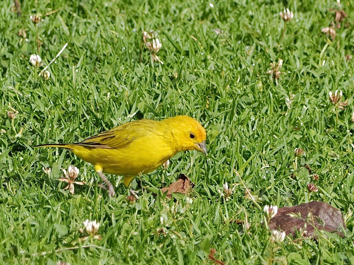Saffron Finch (Saffron) - ML644169942
