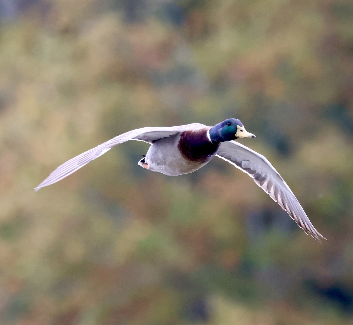 Крижень звичайний - ML644169946