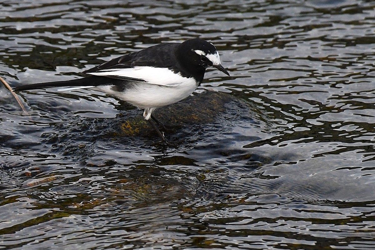日本鶺鴒 - ML644169982