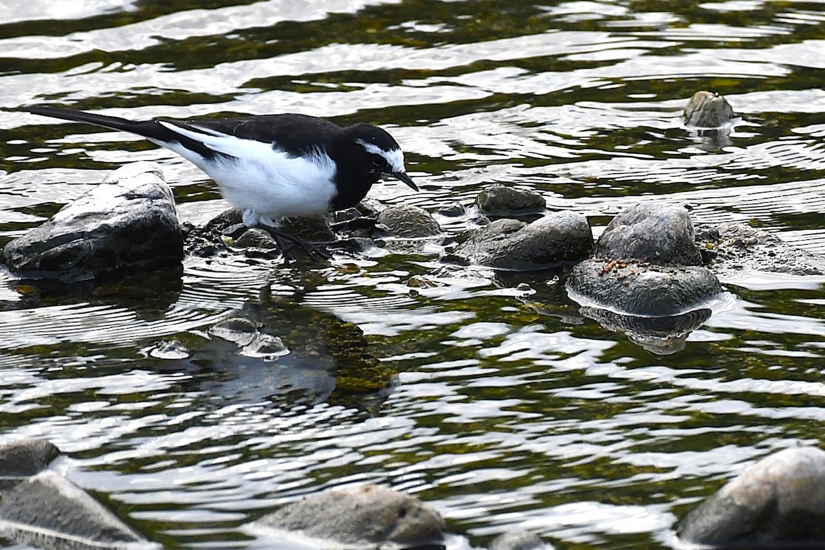 日本鶺鴒 - ML644169983