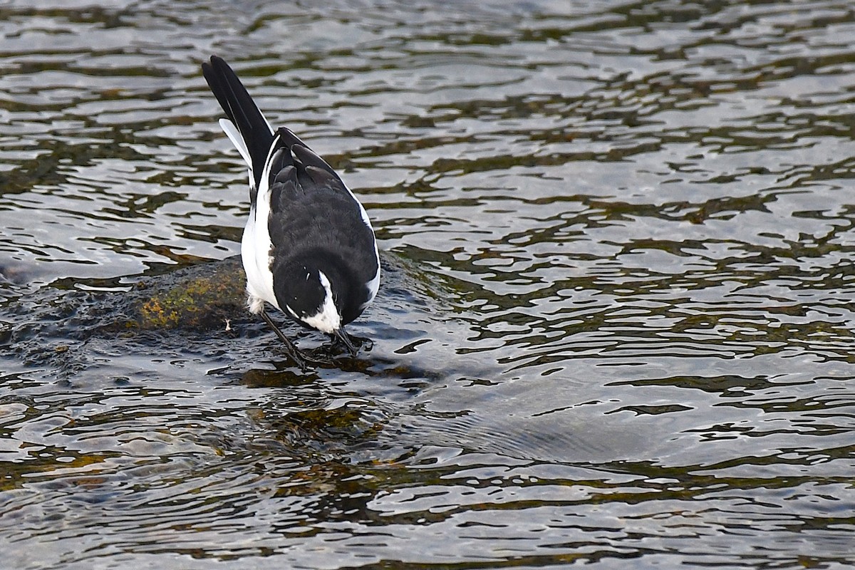 日本鶺鴒 - ML644169984