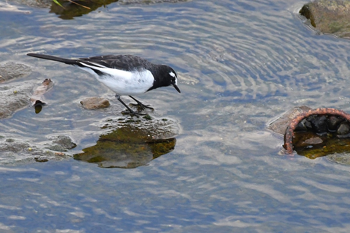 日本鶺鴒 - ML644169985