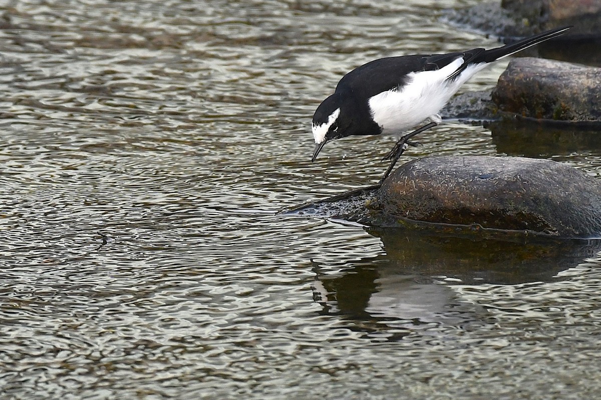 日本鶺鴒 - ML644169986
