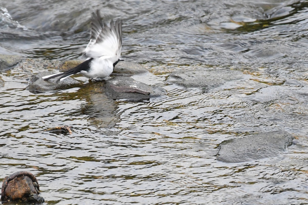 日本鶺鴒 - ML644169987