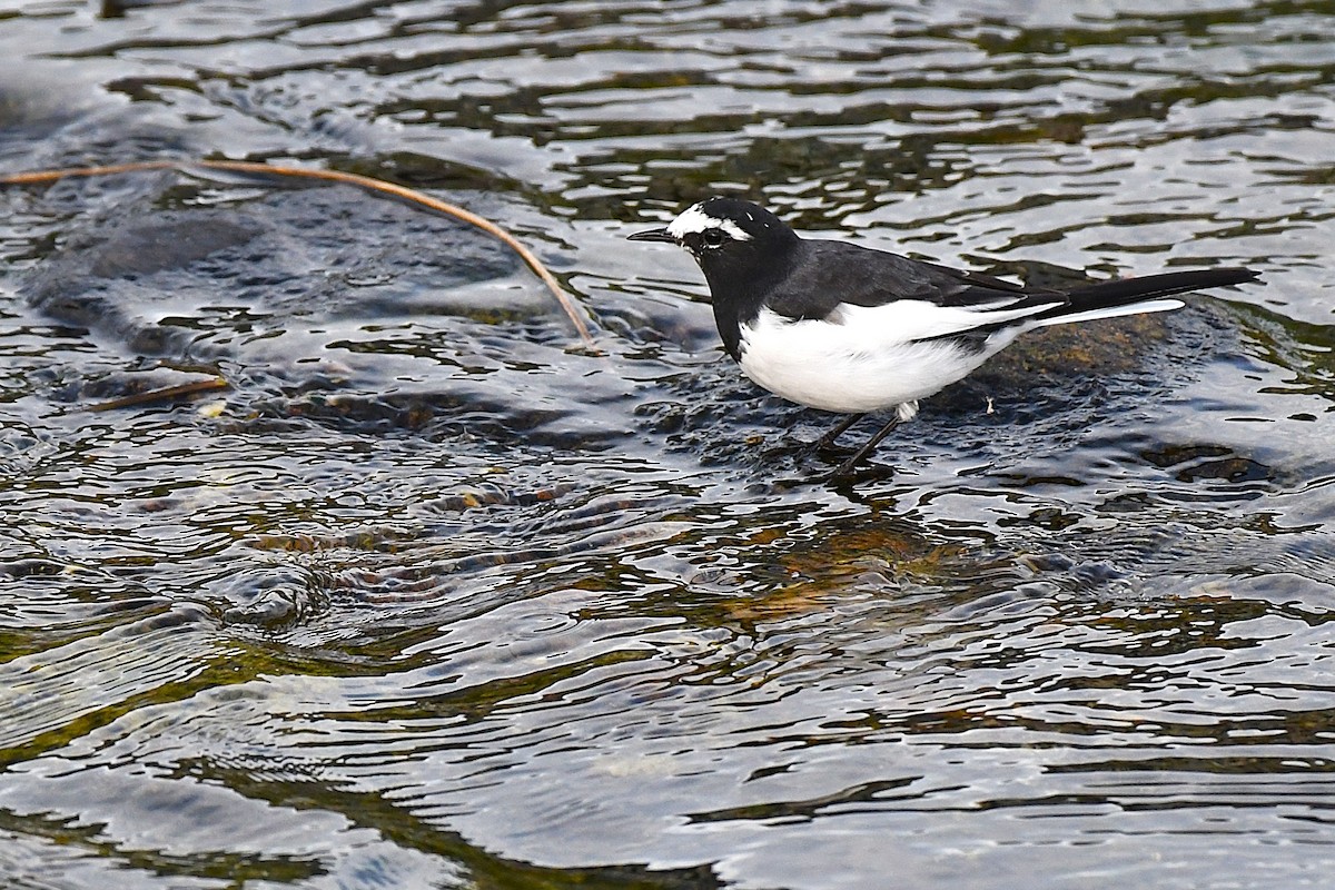 日本鶺鴒 - ML644169988