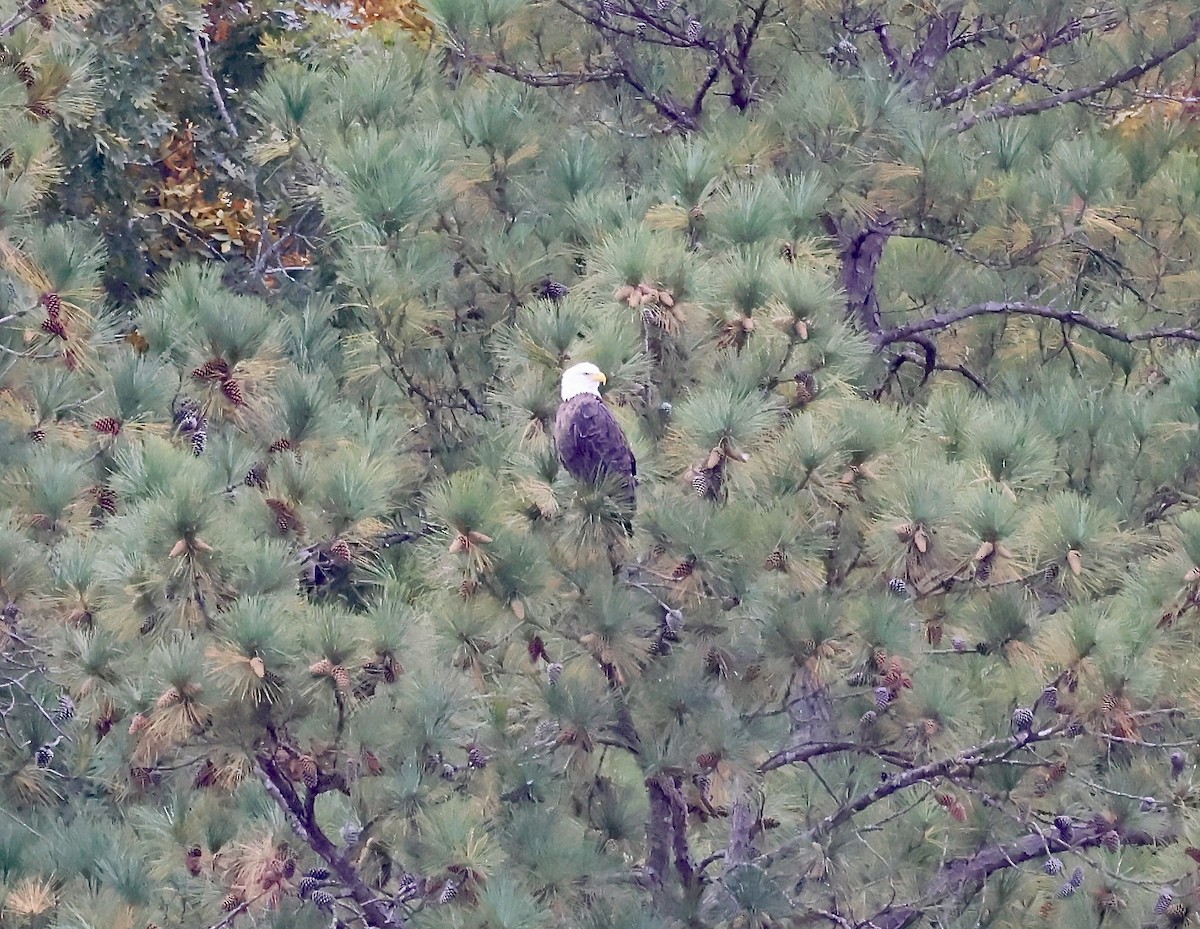Орлан білоголовий - ML644169994