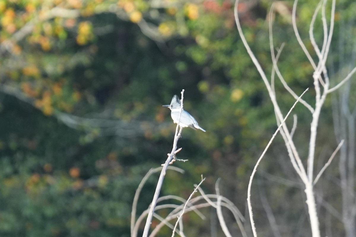 Belted Kingfisher - ML644170014