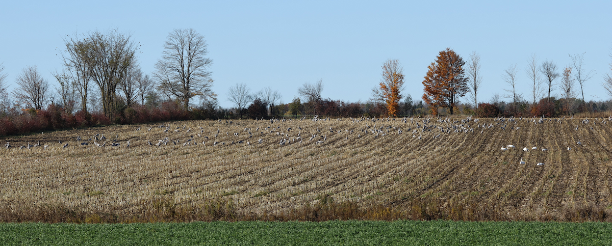 Sandhill Crane - ML644170059