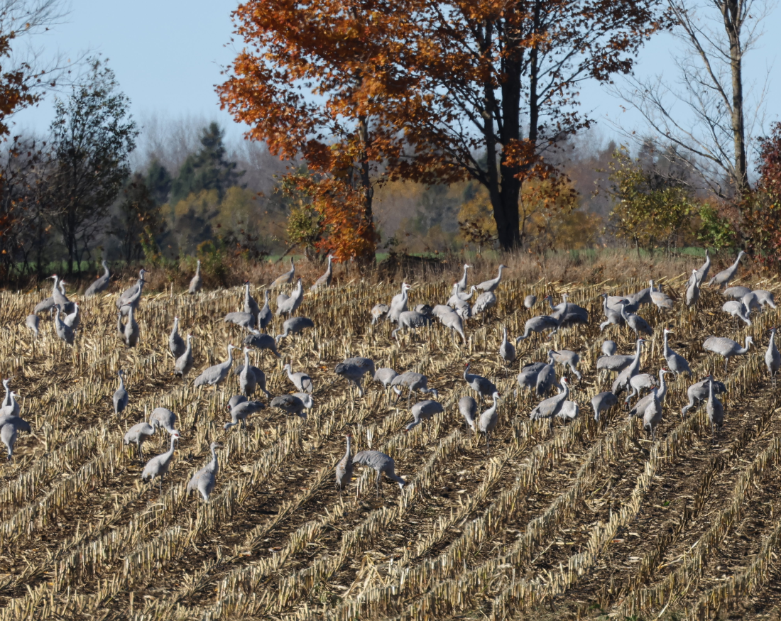 Sandhill Crane - ML644170060