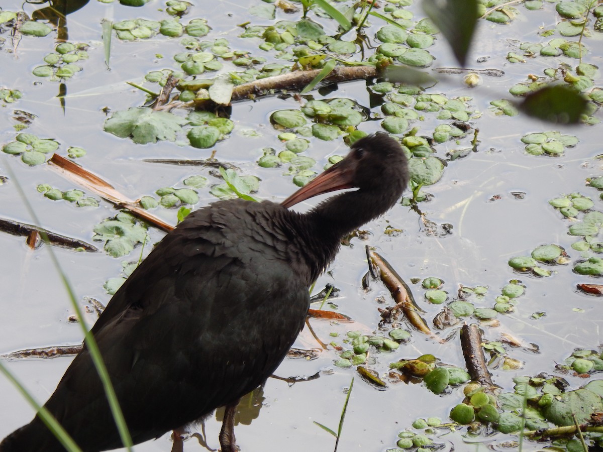 Bare-faced Ibis - ML644170061