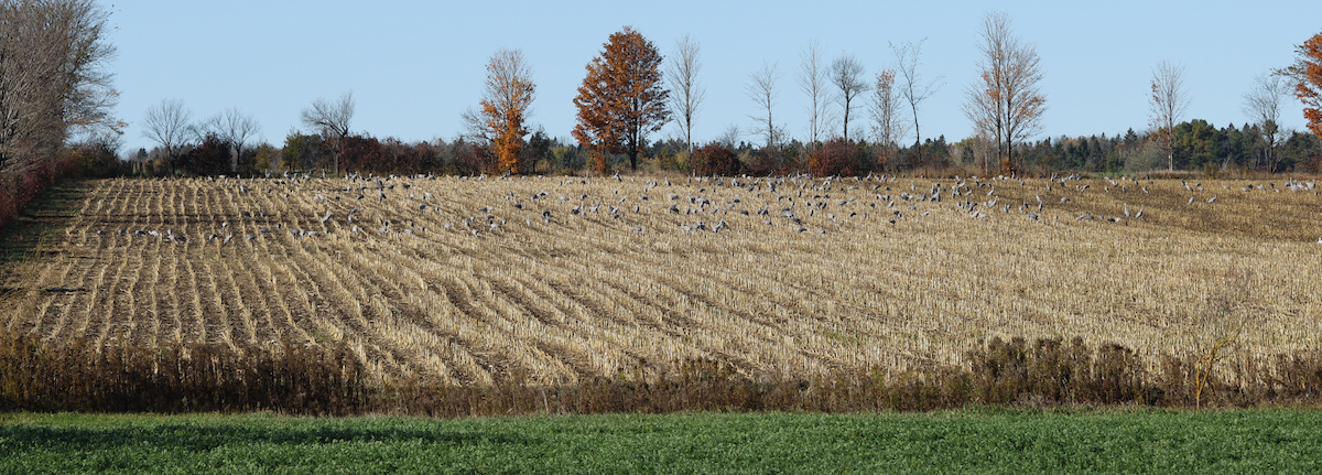 Sandhill Crane - ML644170073
