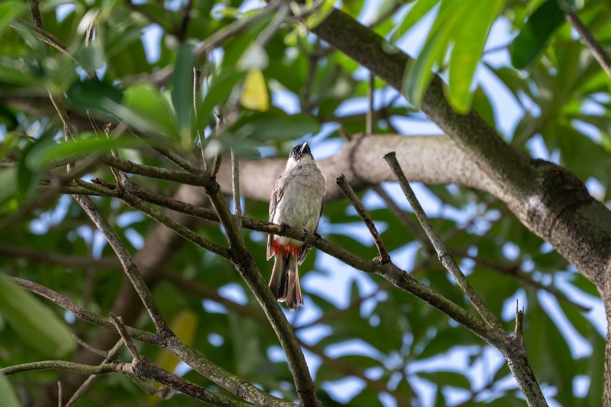 Sooty-headed Bulbul - ML644170085