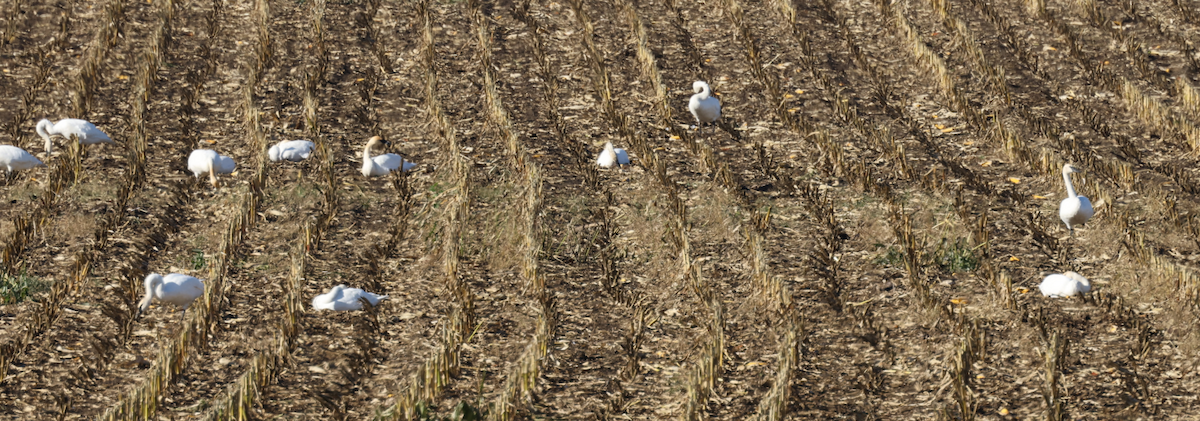 Trumpeter Swan - ML644170086