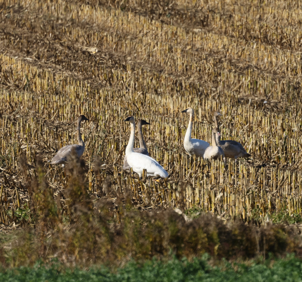 Trumpeter Swan - ML644170091