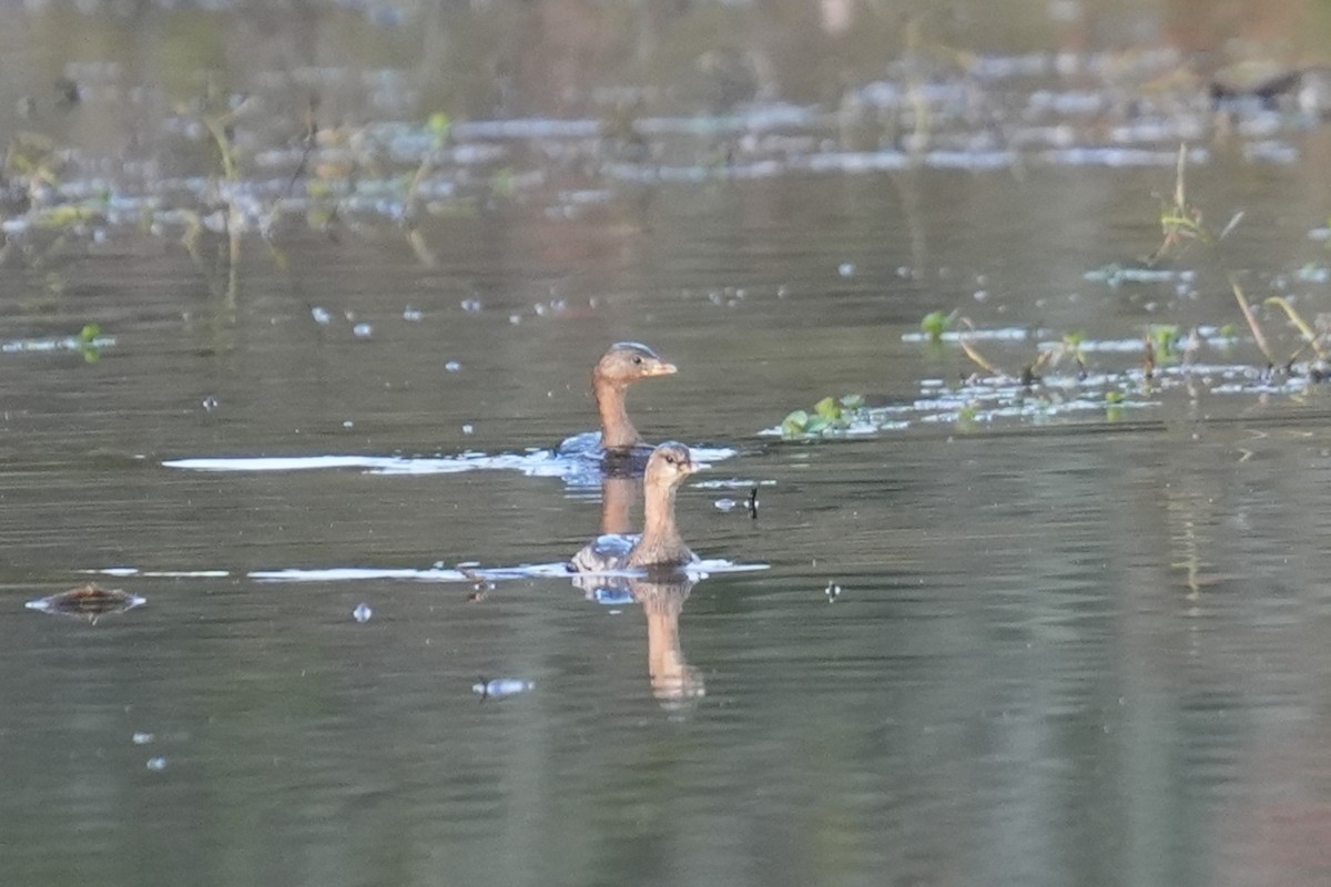 Pied-billed Grebe - ML644170092