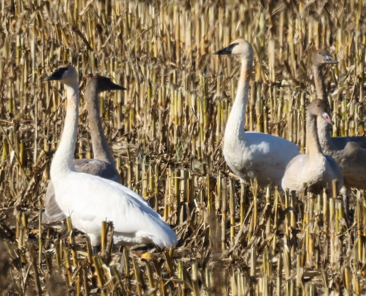 Trumpeter Swan - ML644170093