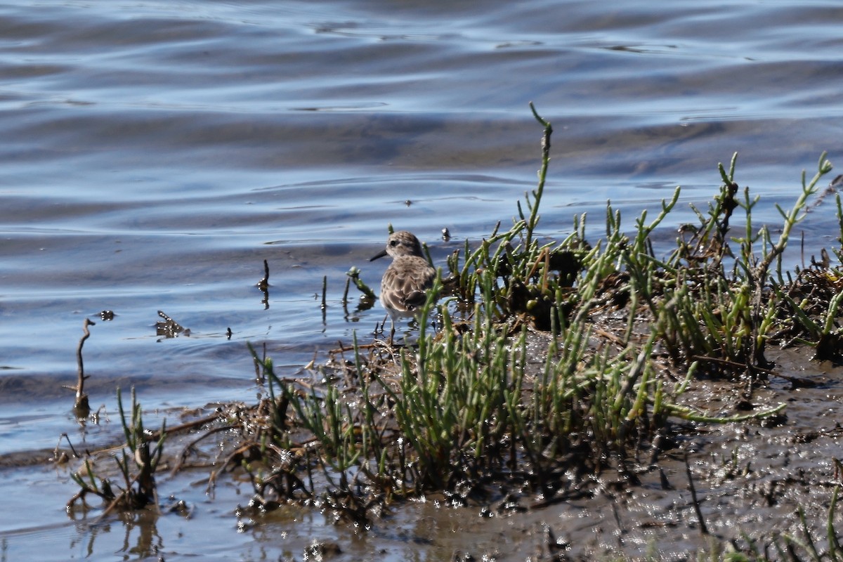 Least Sandpiper - ML644170096