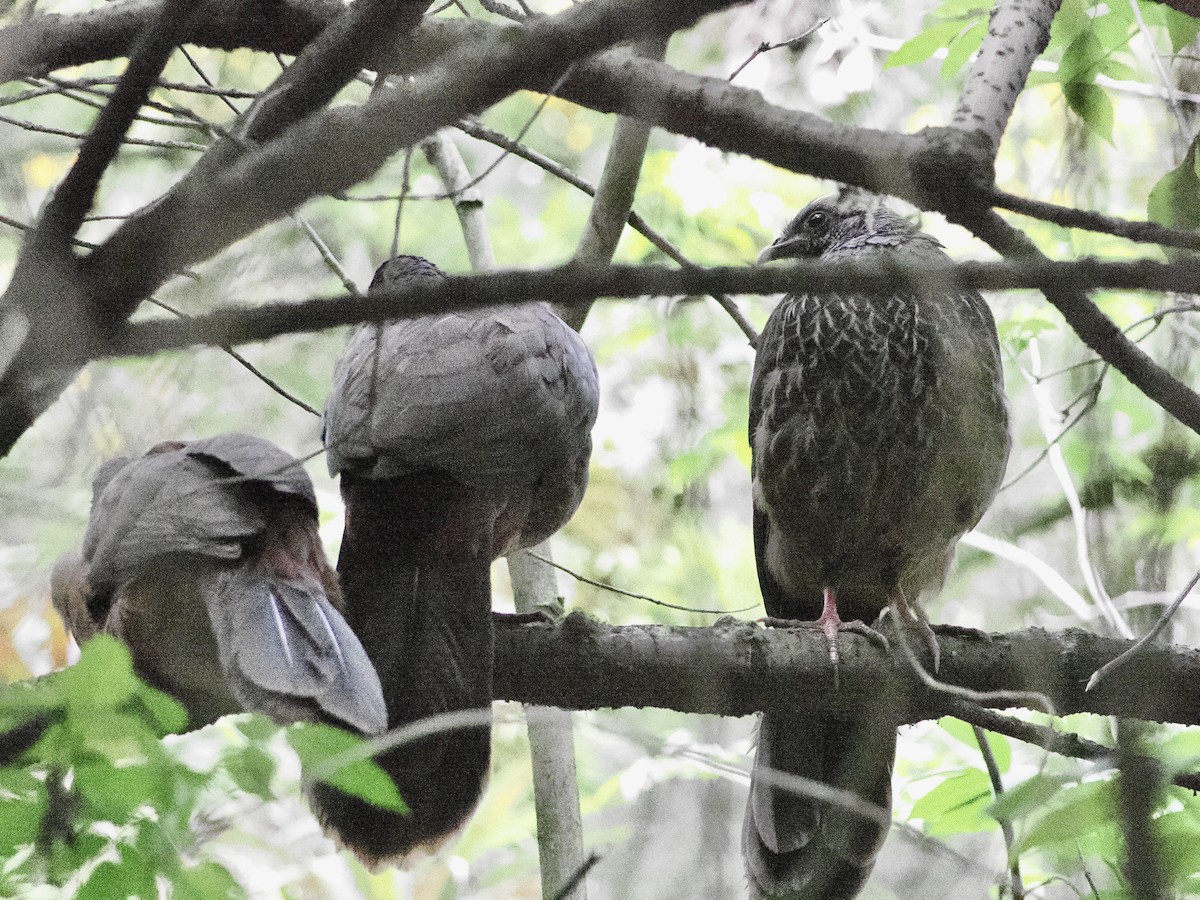 Andean Guan - ML644170098