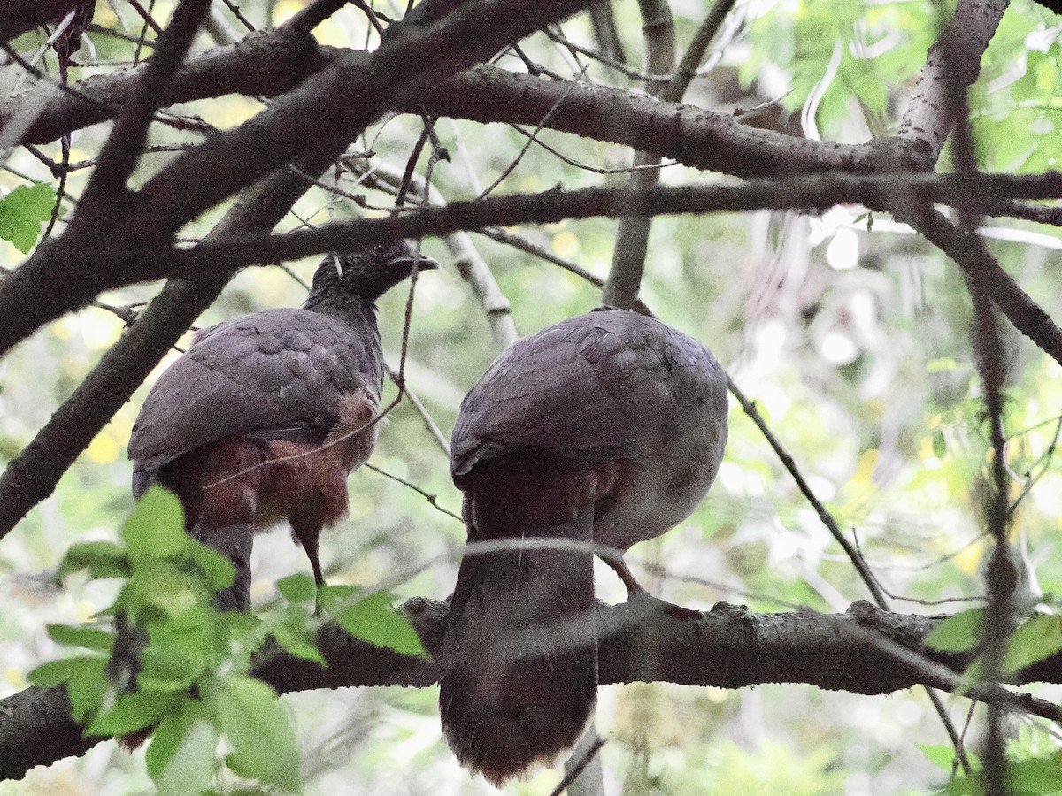 Andean Guan - ML644170099