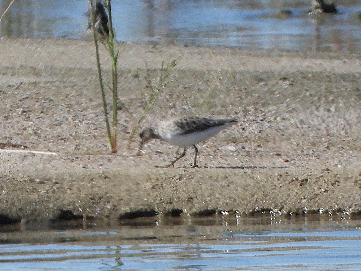 Least Sandpiper - ML644170123