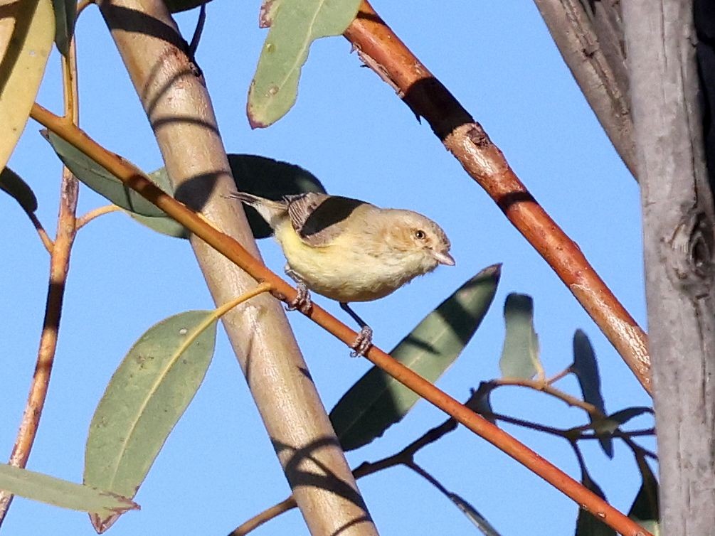 コバシムシクイ - ML644170134