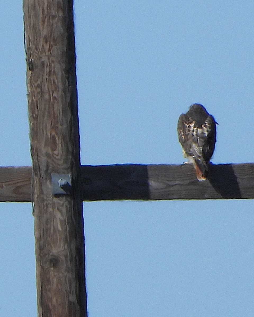 Red-tailed Hawk - ML644170135