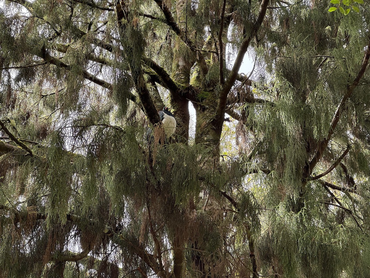 New Zealand Pigeon - ML644170139