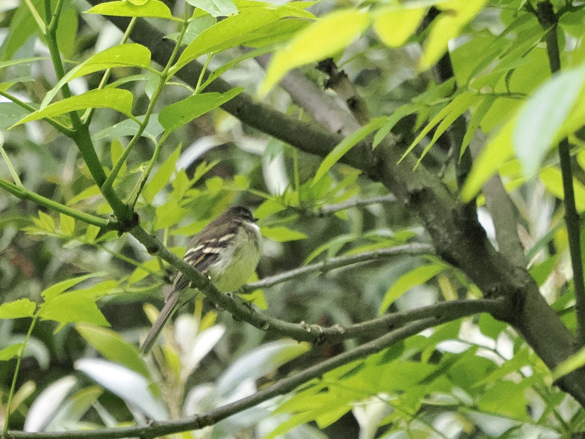 White-throated Tyrannulet - ML644170147