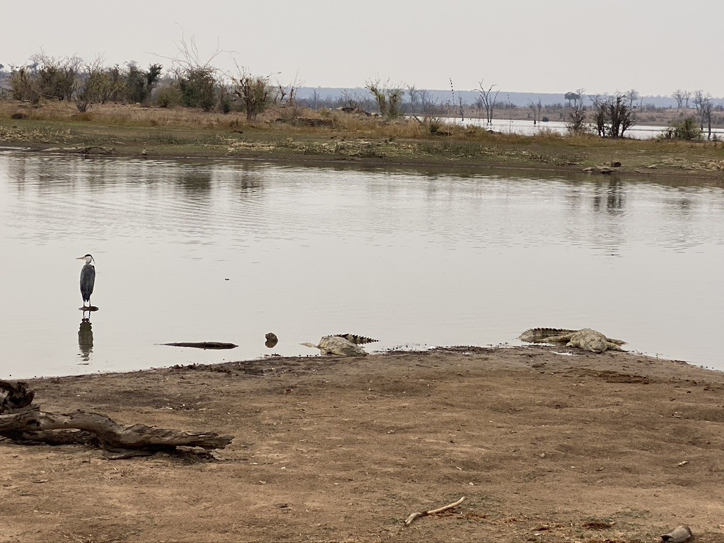 Gray Heron - ML644170168