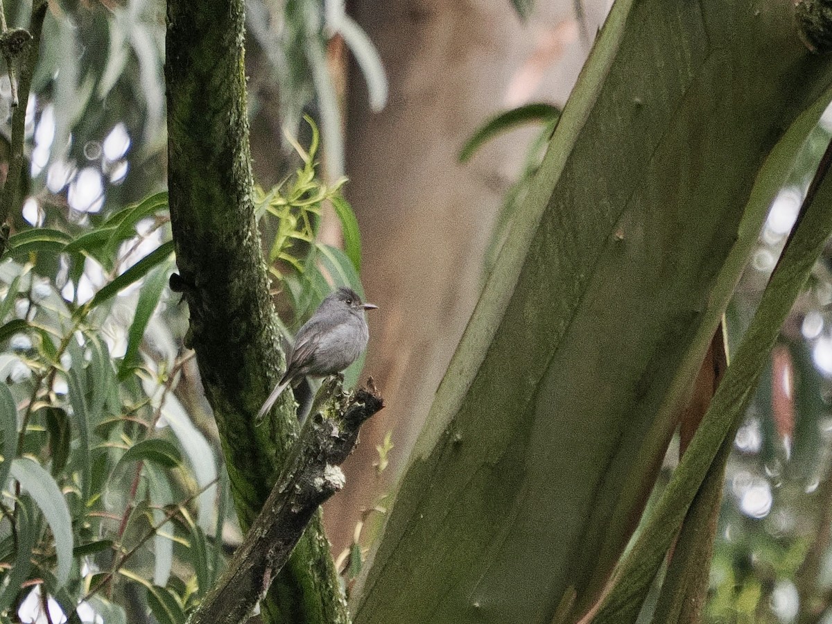 Smoke-colored Pewee - ML644170171
