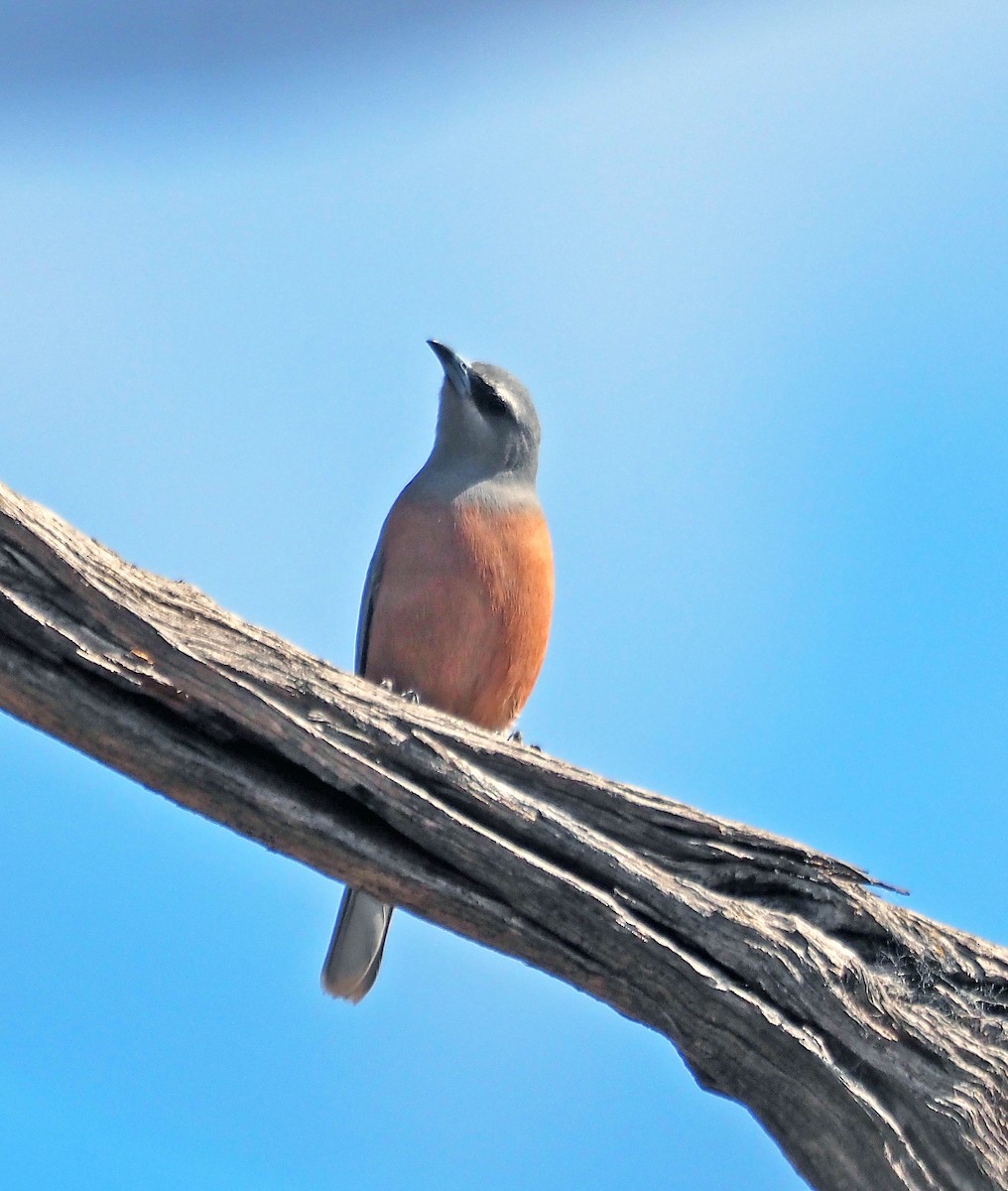White-browed Woodswallow - ML644170179