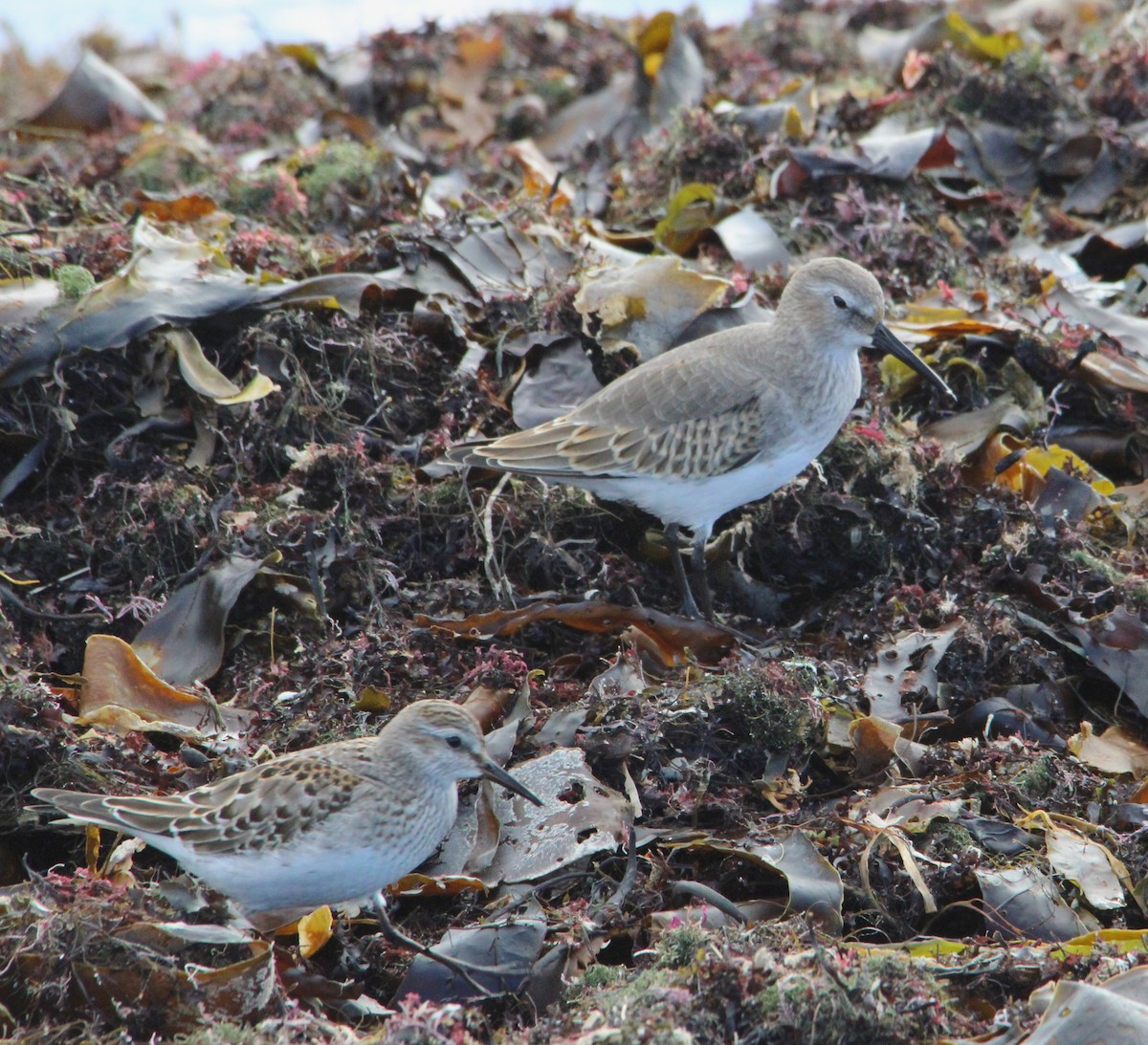 myrsnipe - ML644170195