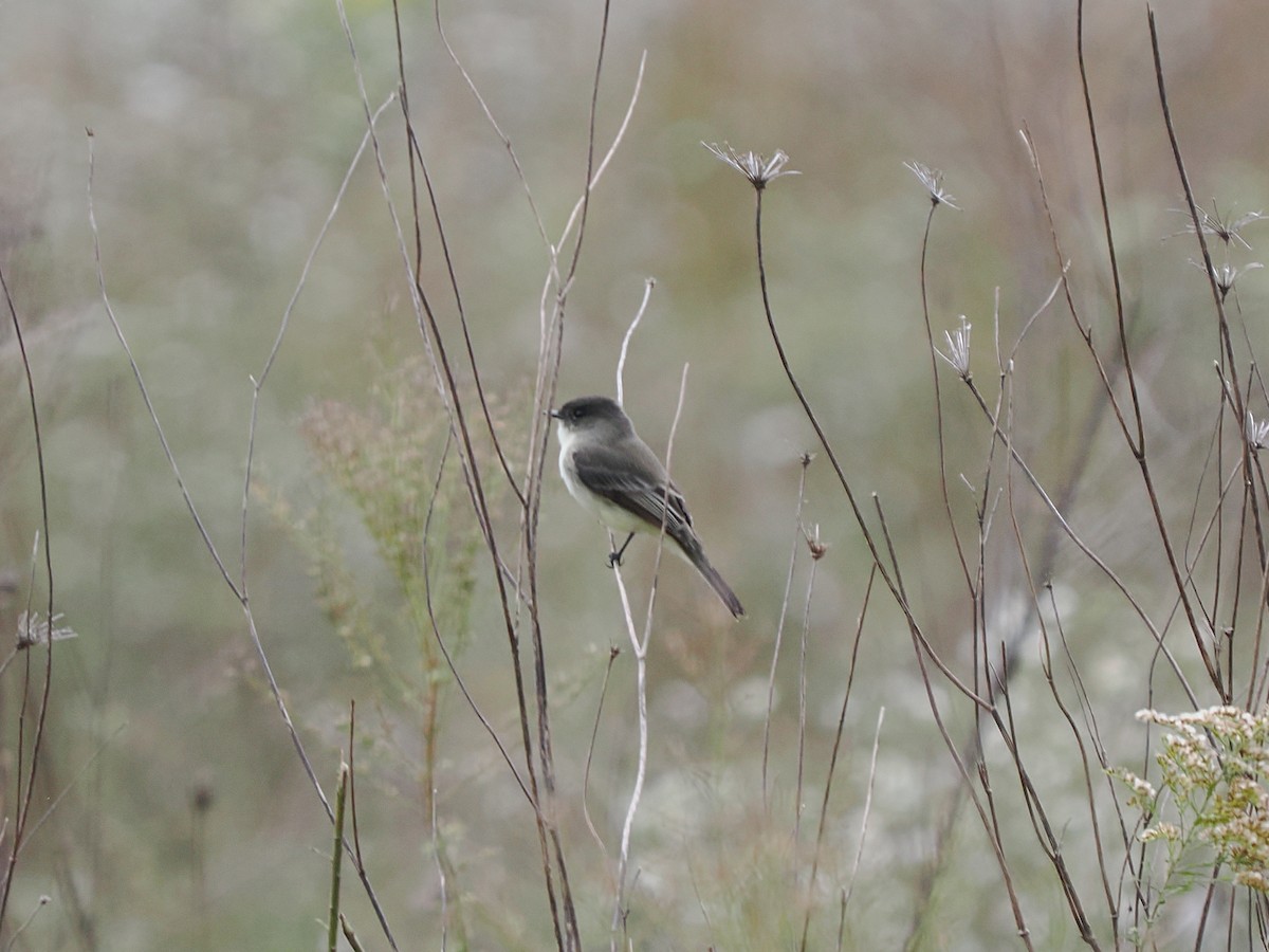 Eastern Phoebe - ML644170199