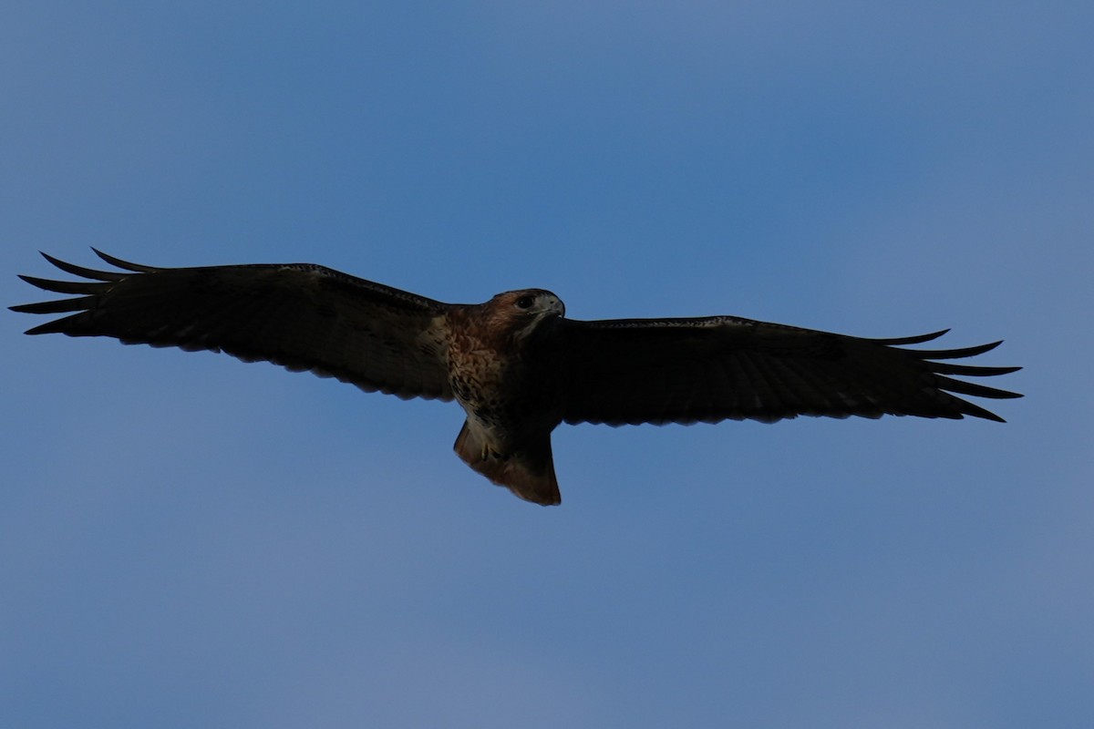 Red-shouldered Hawk - ML644170203