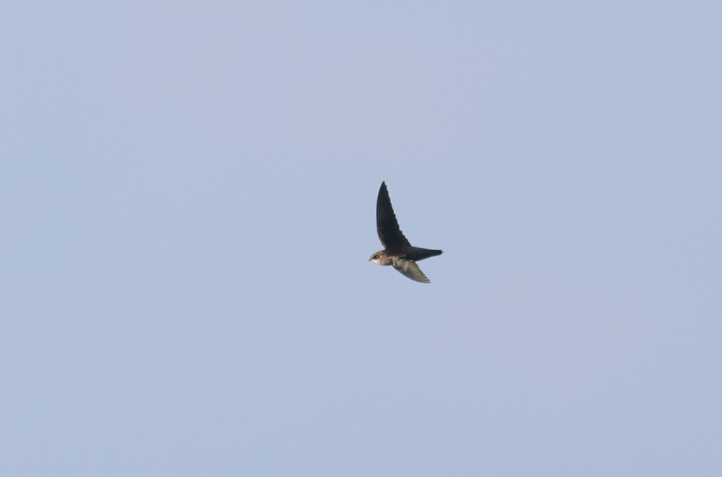 Vaux's Swift - ML644170214