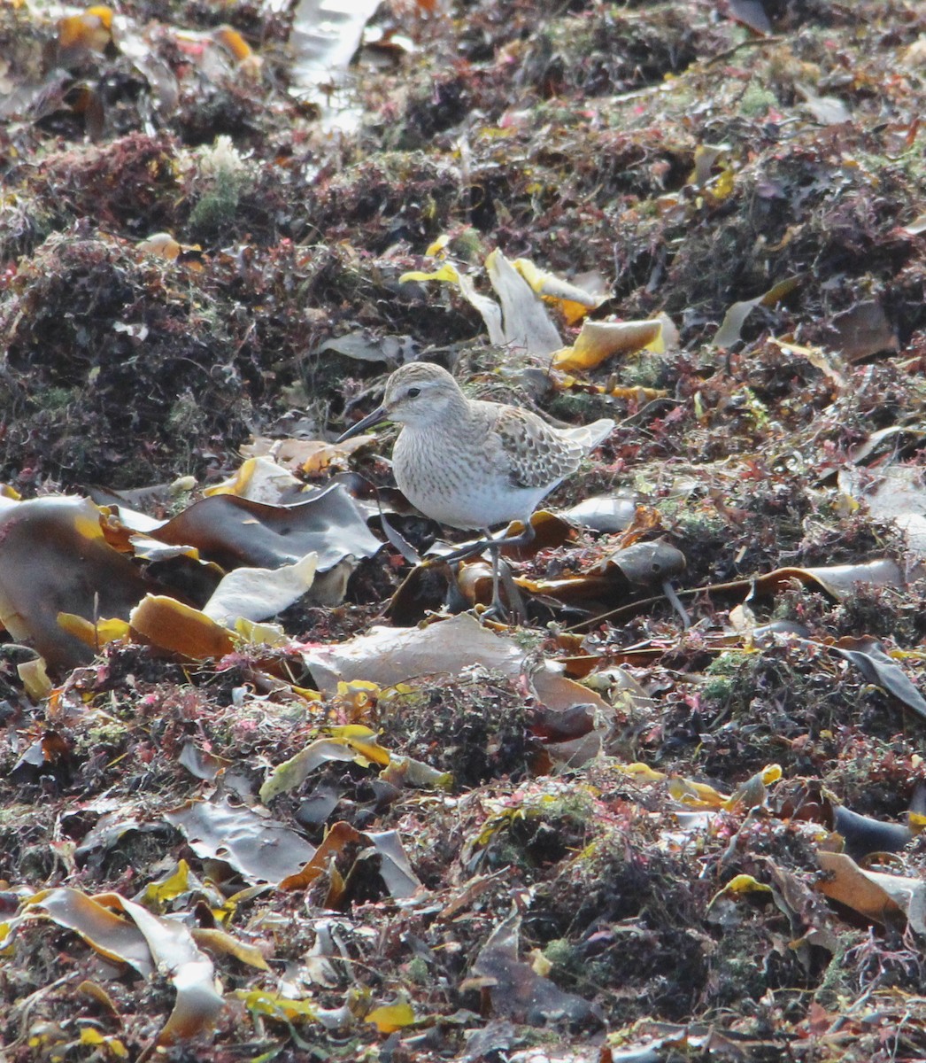 bonapartesnipe - ML644170216