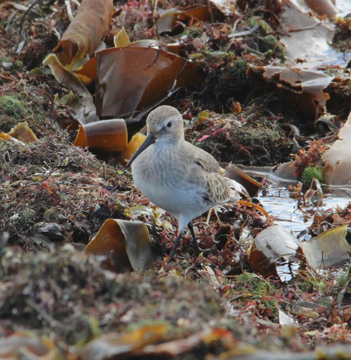 myrsnipe - ML644170217