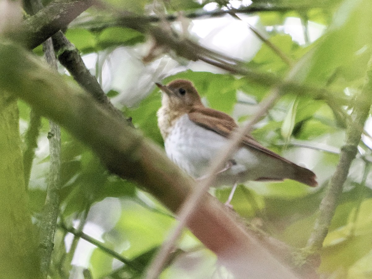 Veery - ML644170250